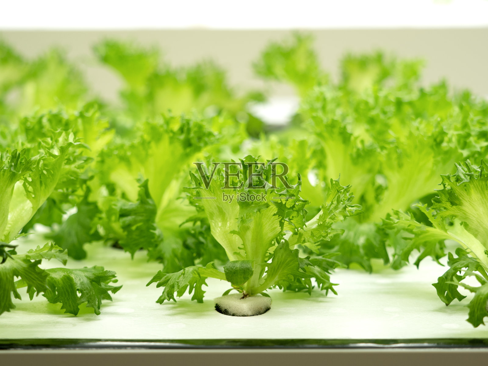 在蔬菜厂里种植卷叶莴苣照片摄影图片