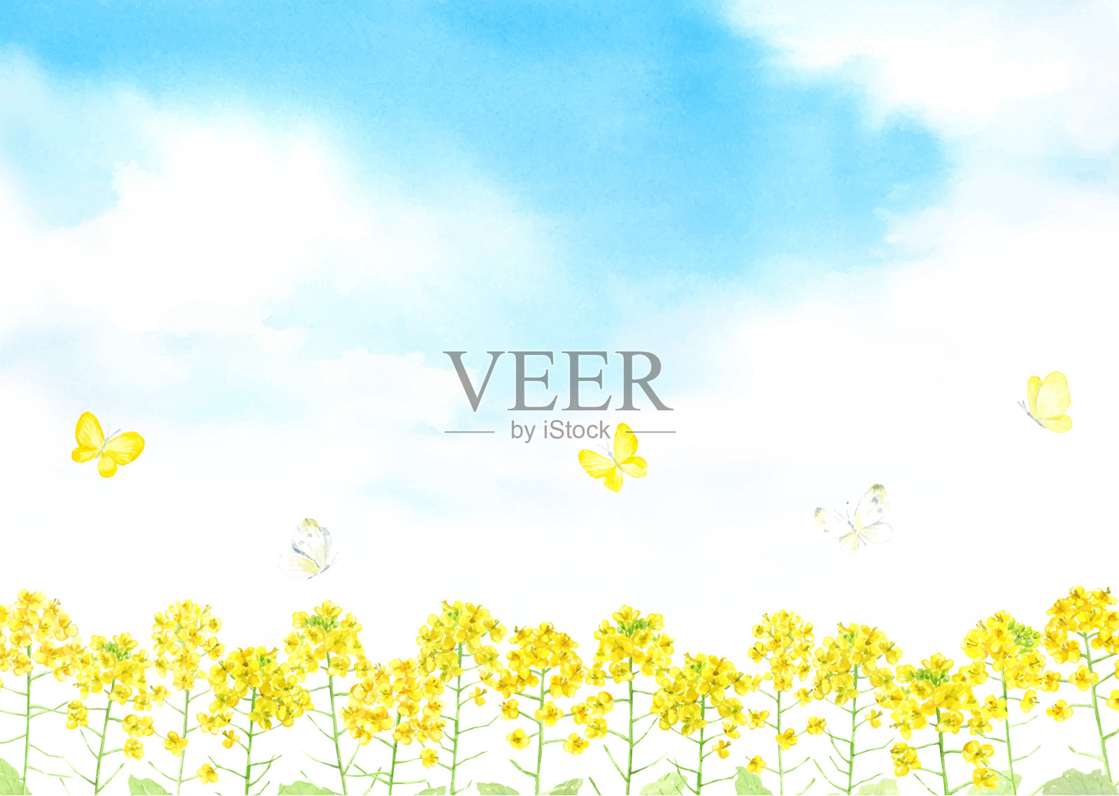 水彩插图的油菜地蝴蝶飞插画图片素材