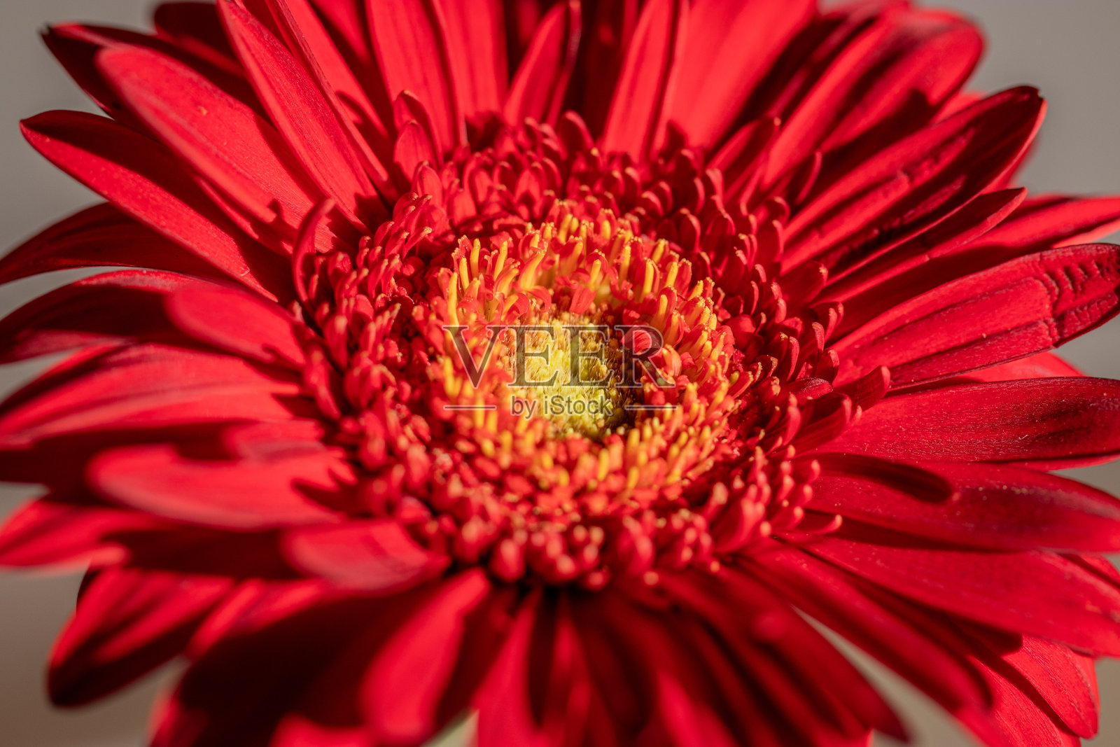 鲜花特写照片摄影图片