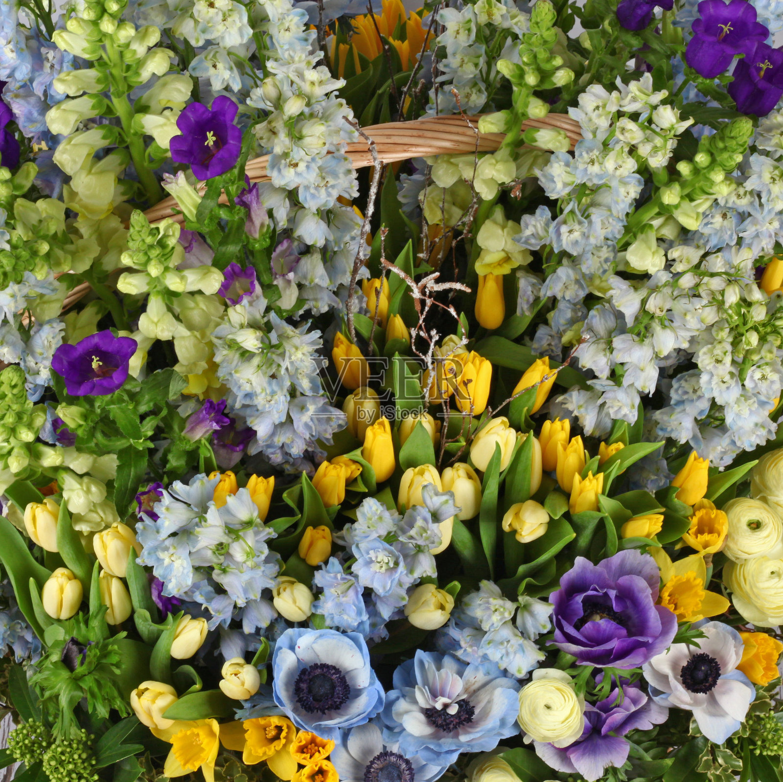 插花背景与飞燕草照片摄影图片