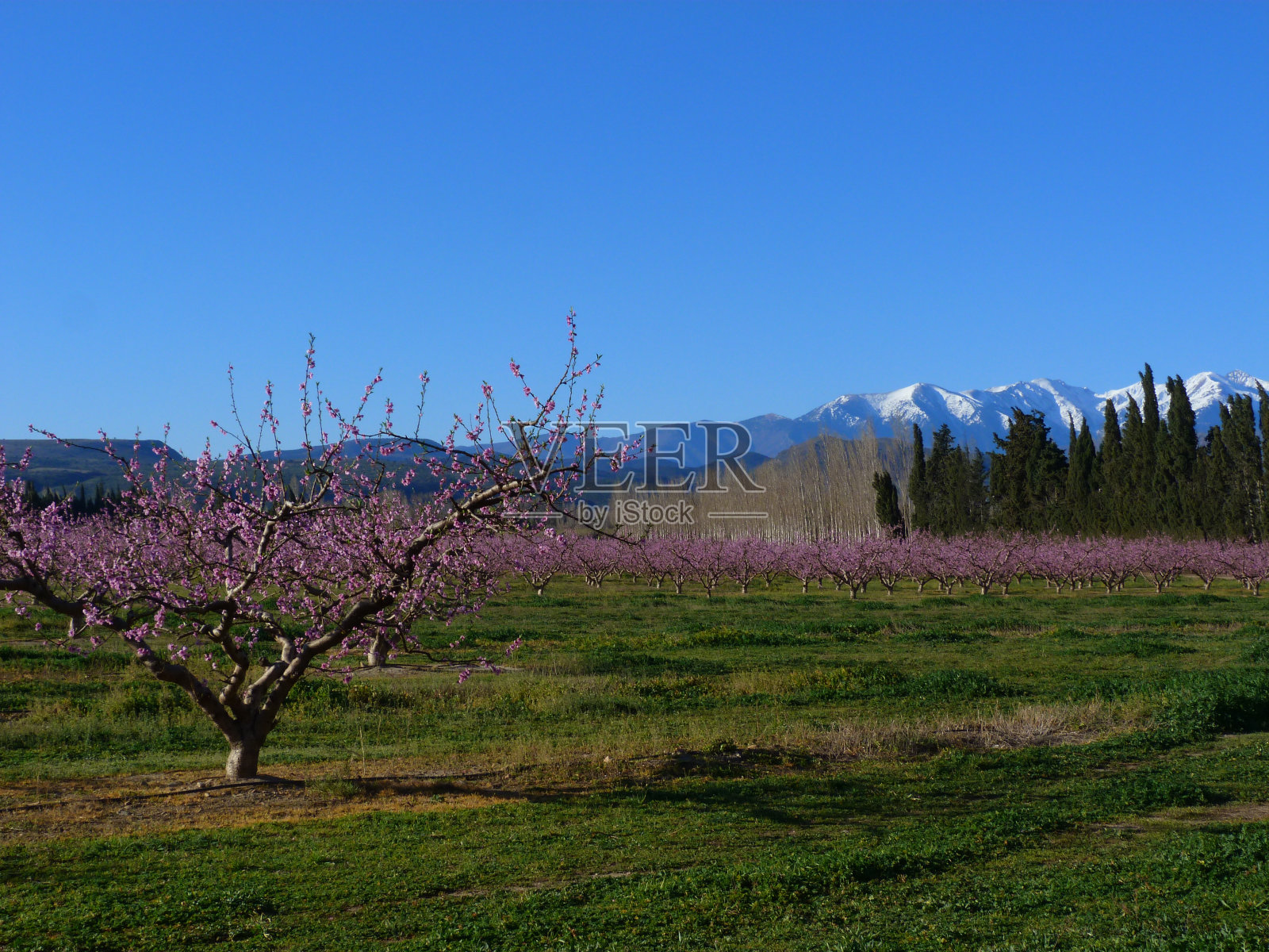 桃花盛开，圣菲留德瓦尔照片摄影图片