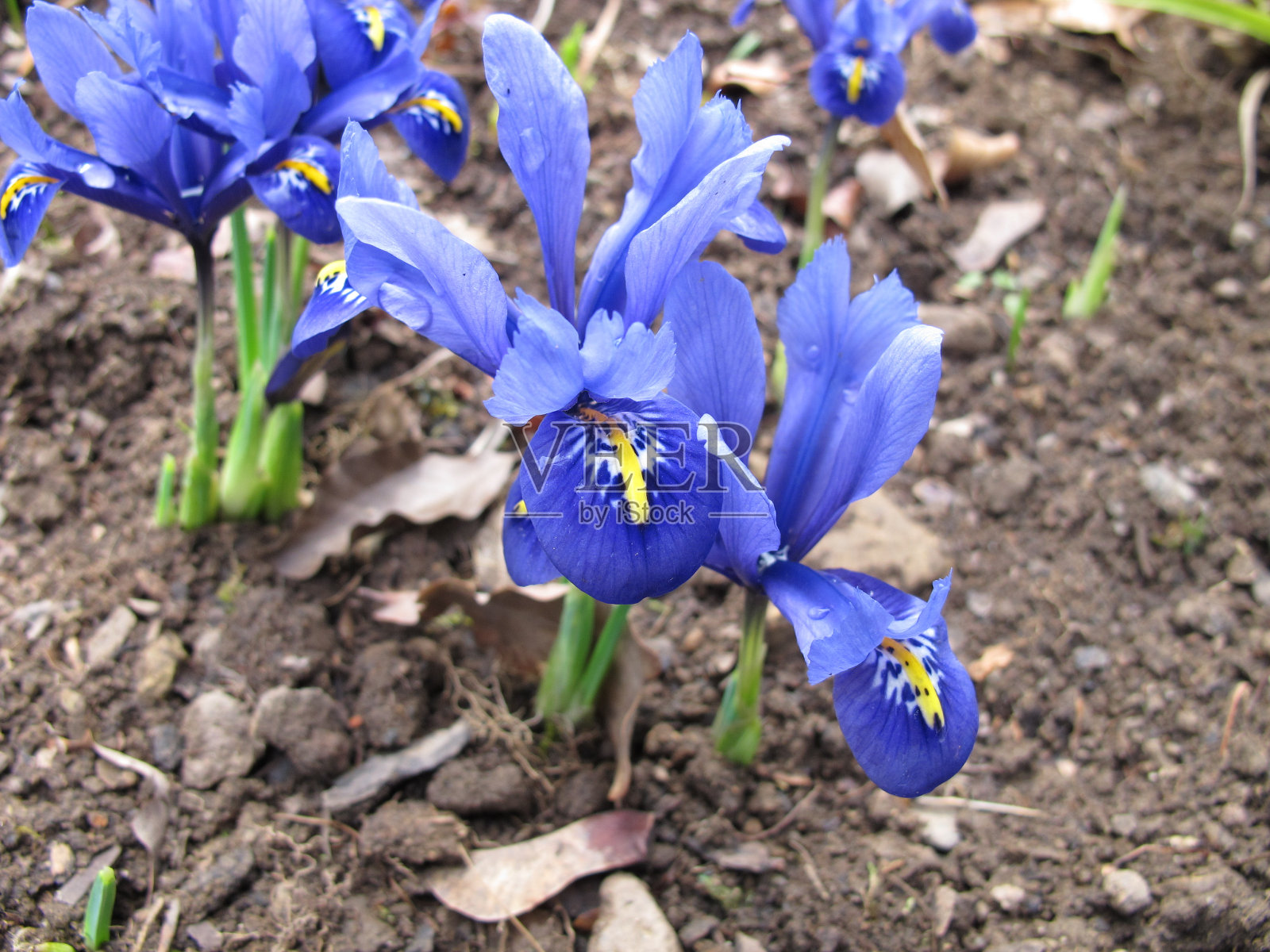 春天开蓝花的巴巴里果，狗尾草照片摄影图片