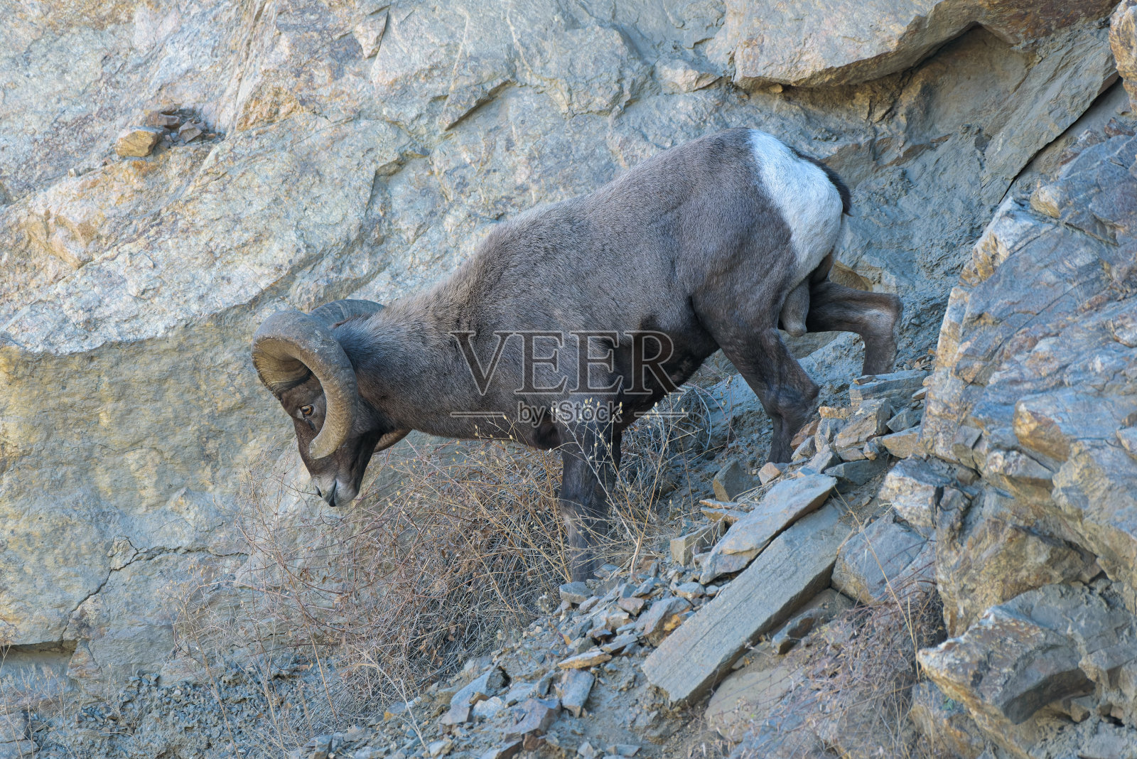 科罗拉多落基山大角羊照片摄影图片
