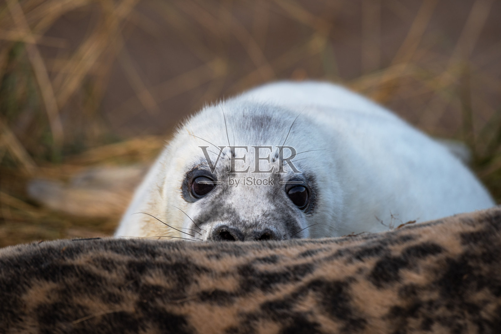 小海豹护理照片摄影图片