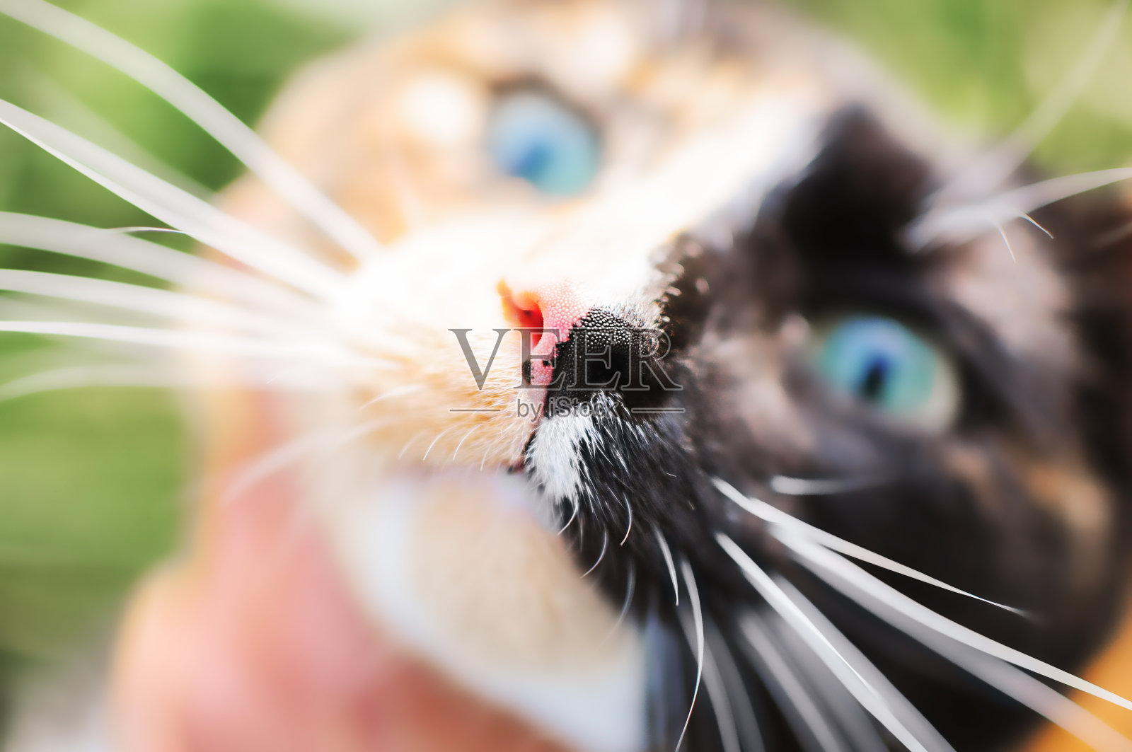 猫鼻子的特写照片摄影图片