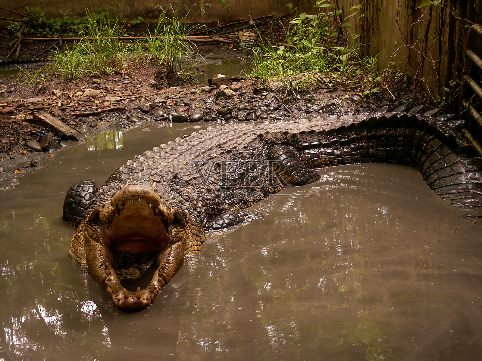 鳄鱼农场的老鳄鱼照片摄影图片
