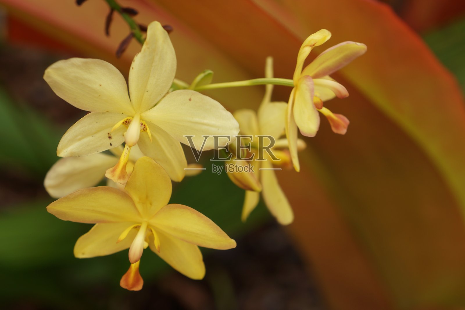 黄色的兰花照片摄影图片