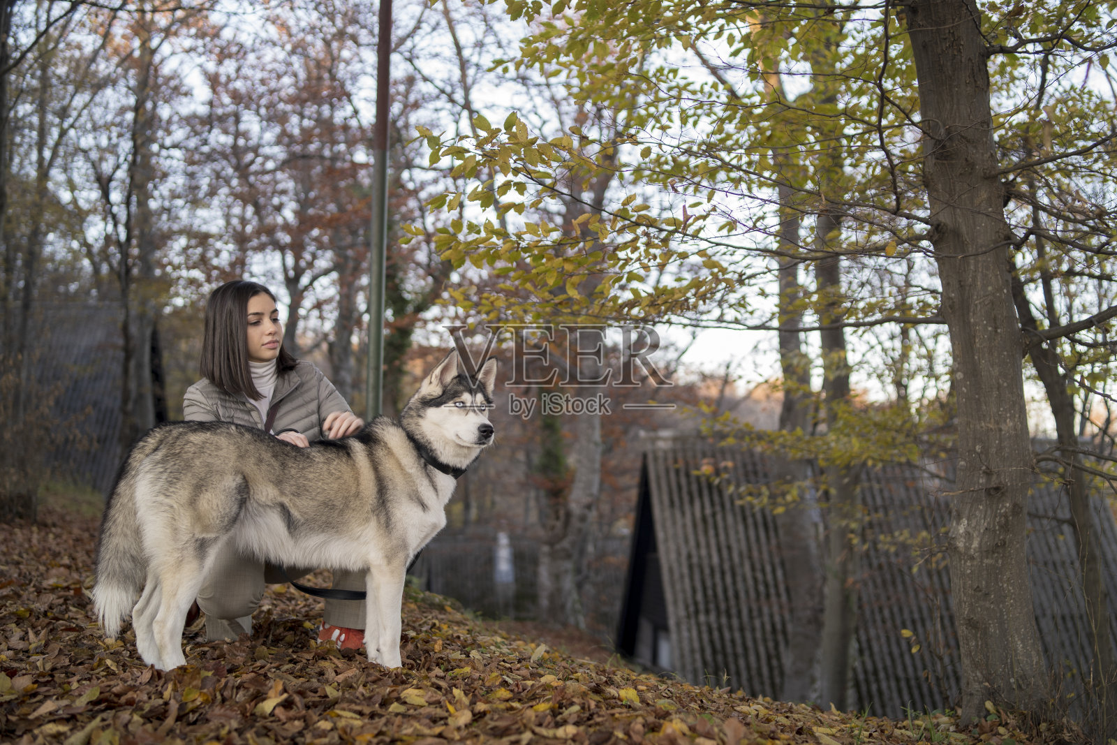 年轻漂亮的女孩和狗玩。在公园里和狗狗玩。特写肖像。西伯利亚雪橇犬照片摄影图片