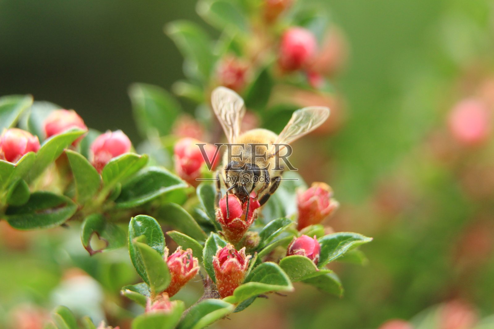 一只寻找花粉的蜜蜂照片摄影图片