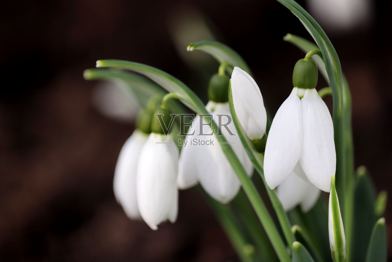 森林里盛开的雪花莲照片摄影图片