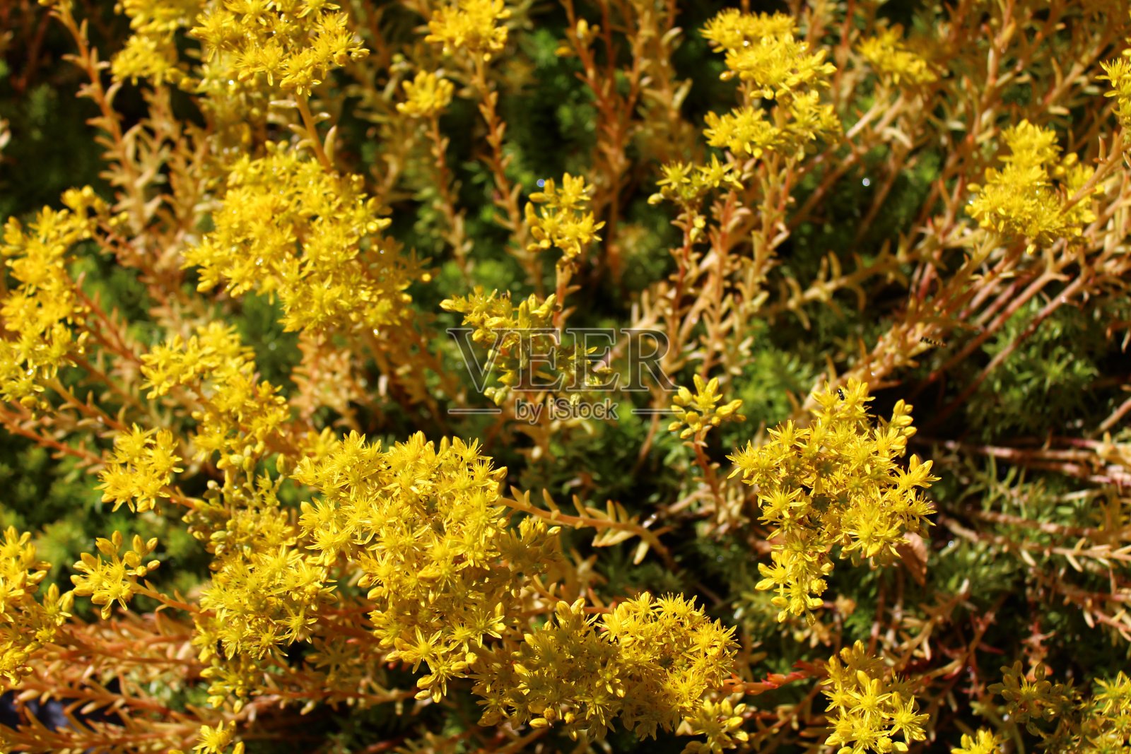 盛开的景天属植物照片摄影图片
