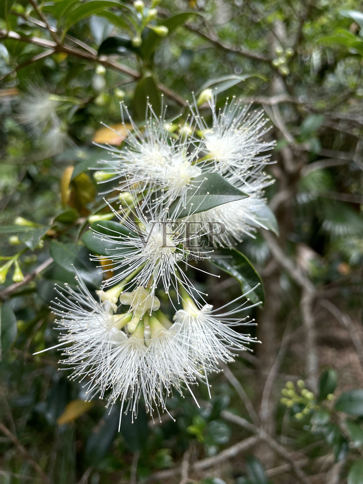 白色的花照片摄影图片