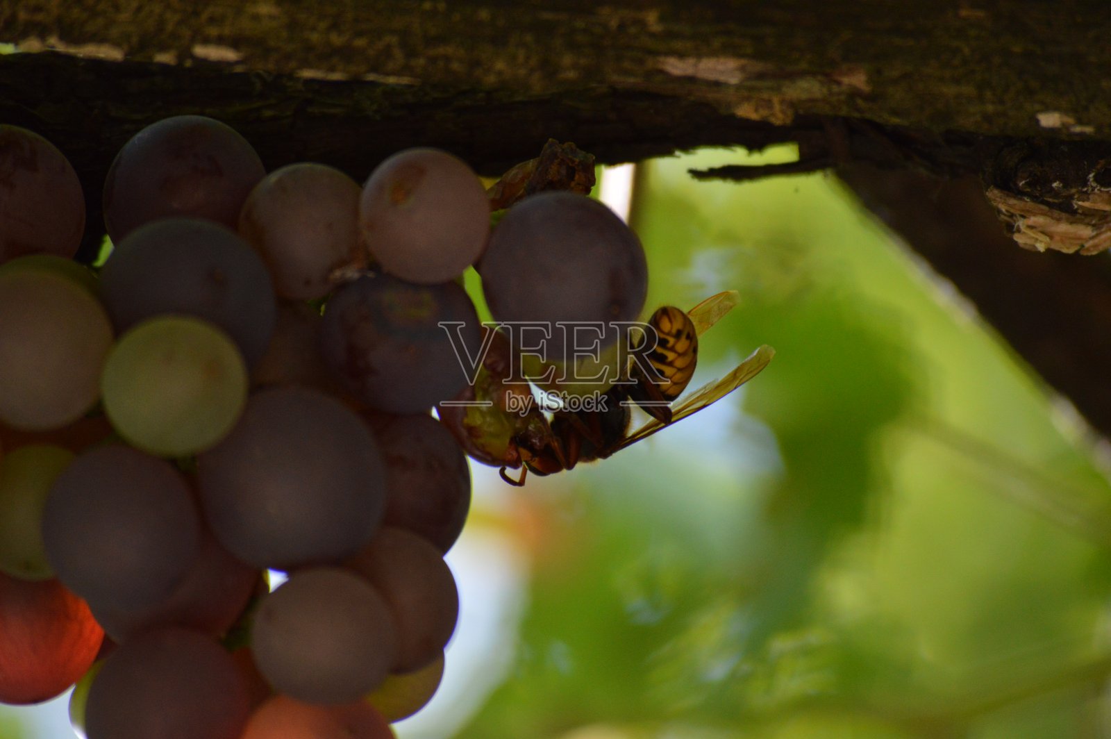 一只大黄蜂在一颗成熟的葡萄上照片摄影图片