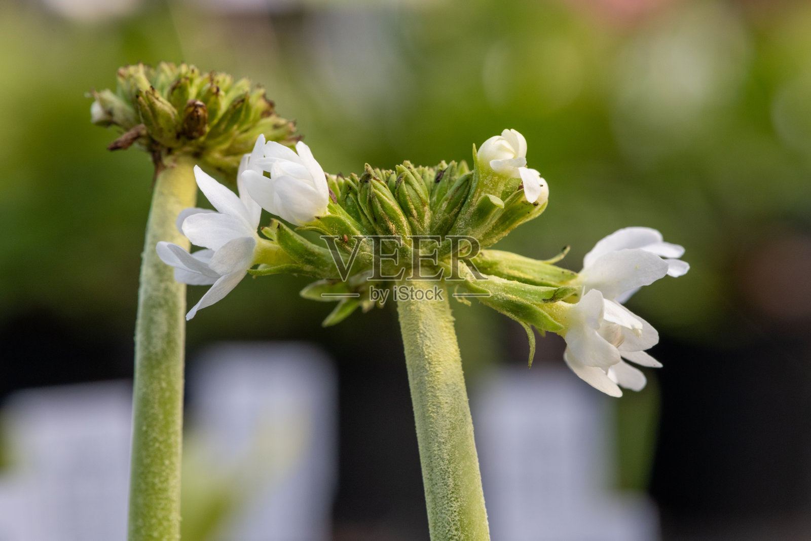 鼓槌报春花（报春花牙龈）植物照片摄影图片