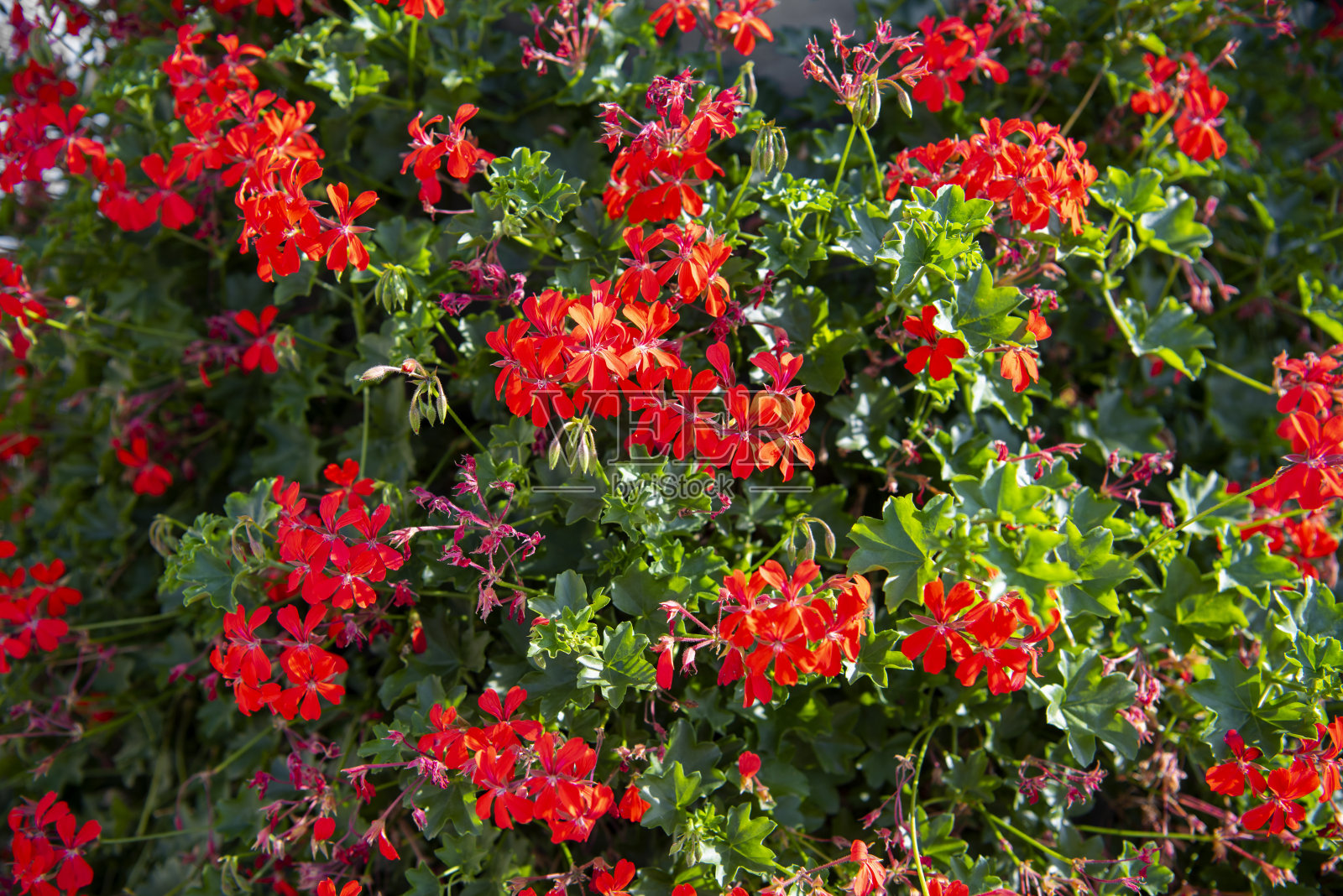 漂亮红色常春藤叶天竺葵花(天竺葵)照片摄影图片