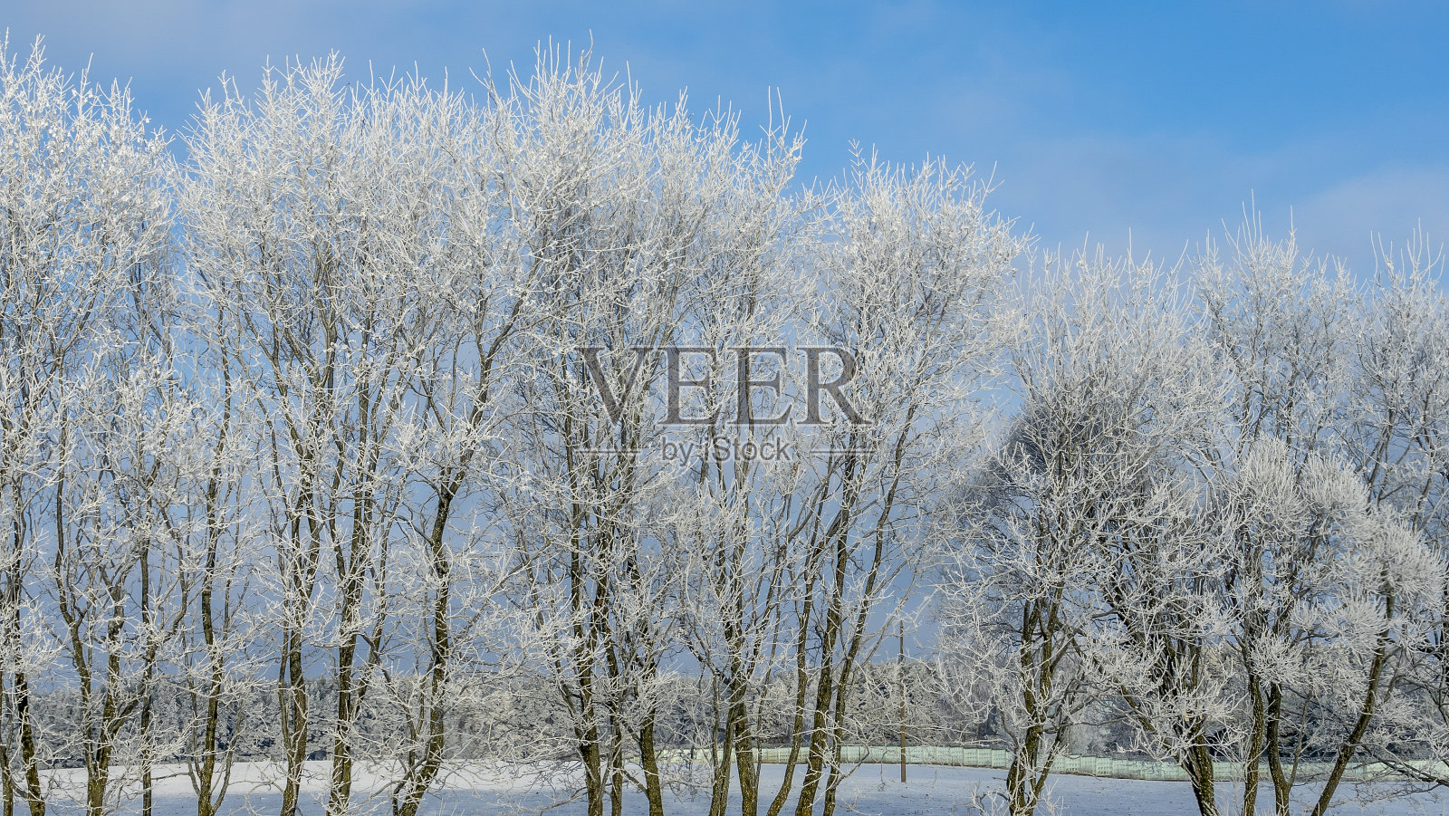 白雪皑皑的树枝映衬着蓝天。在蓝天的衬托下，树木被雪和霜覆盖着。照片摄影图片