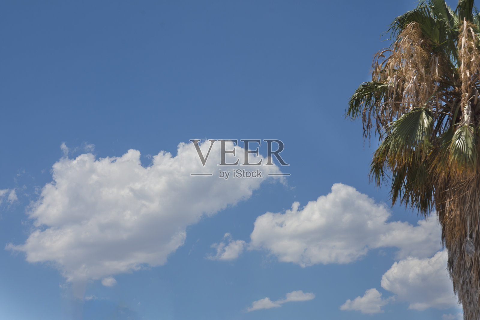 夏天，蓝天，棕榈树和白云照片摄影图片
