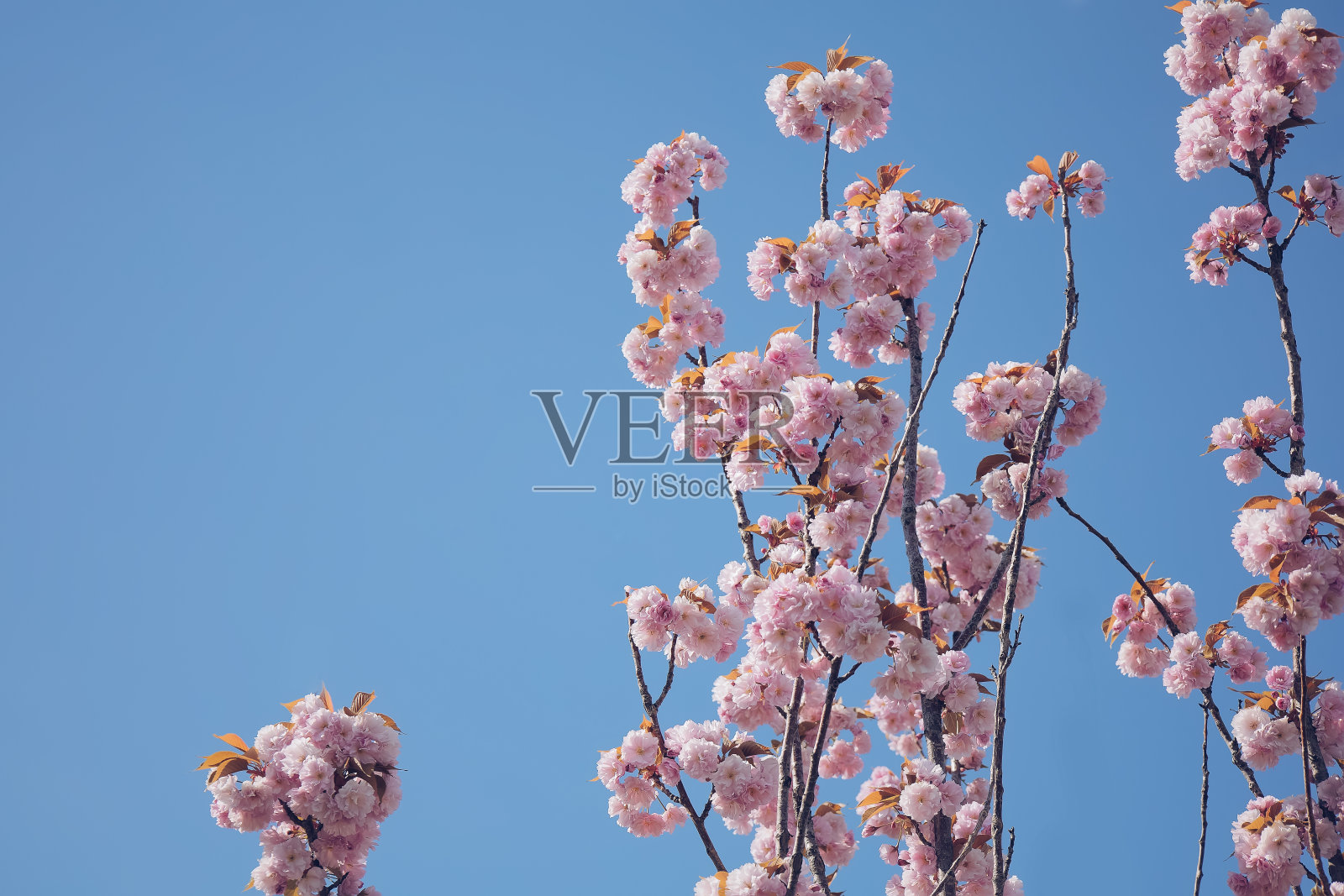 樱花树春天盛开照片摄影图片