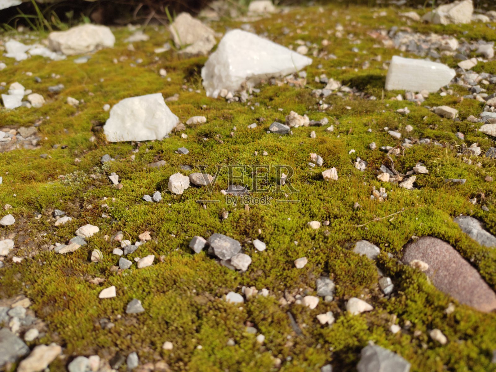 大自然地板照片摄影图片