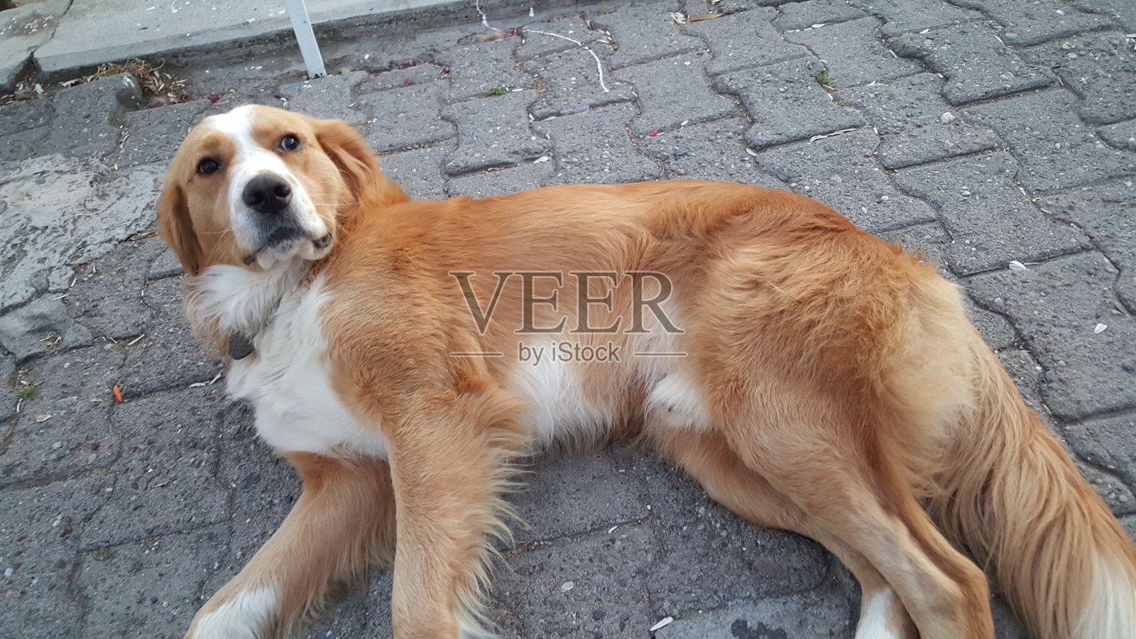 可爱的狗照片摄影图片