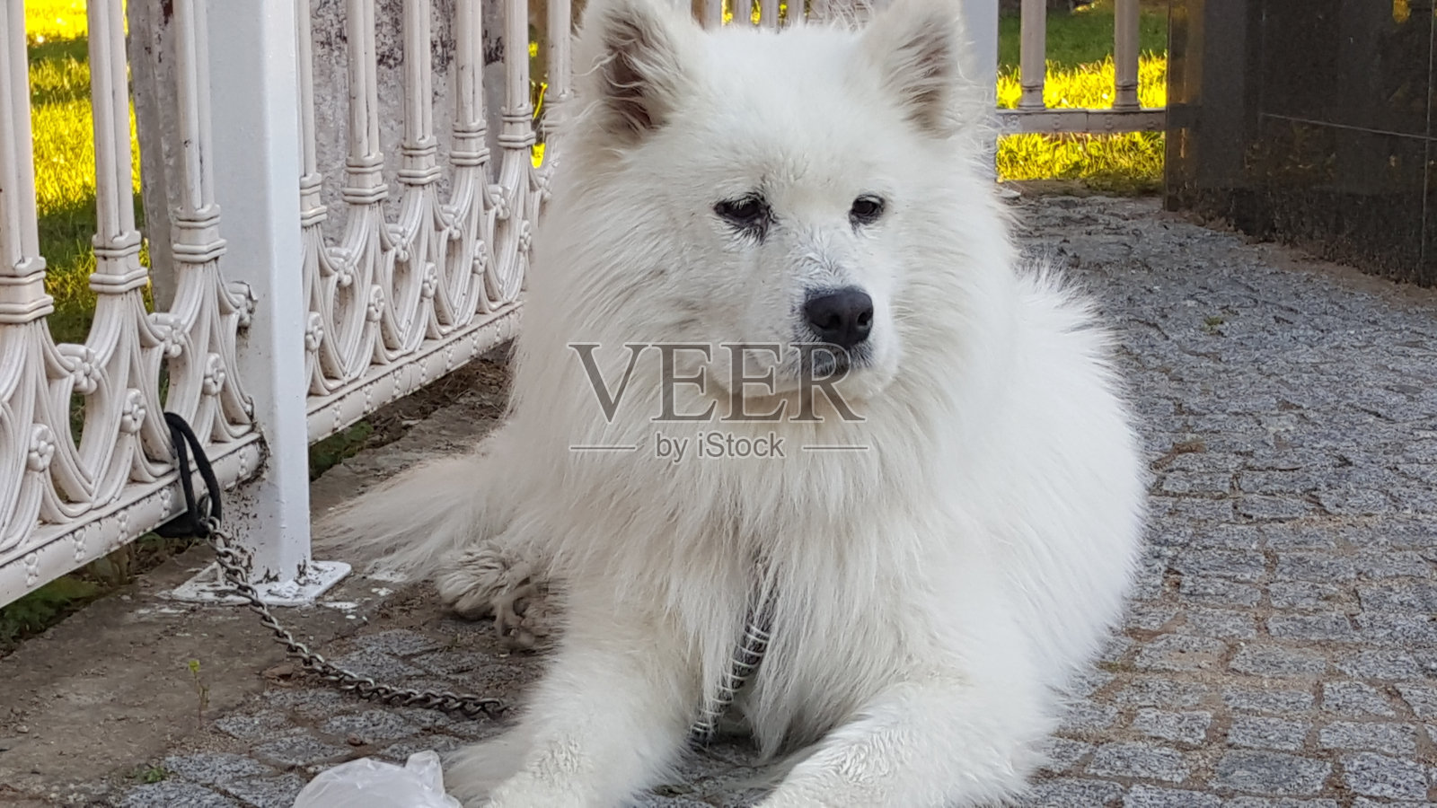 可爱的狗照片摄影图片