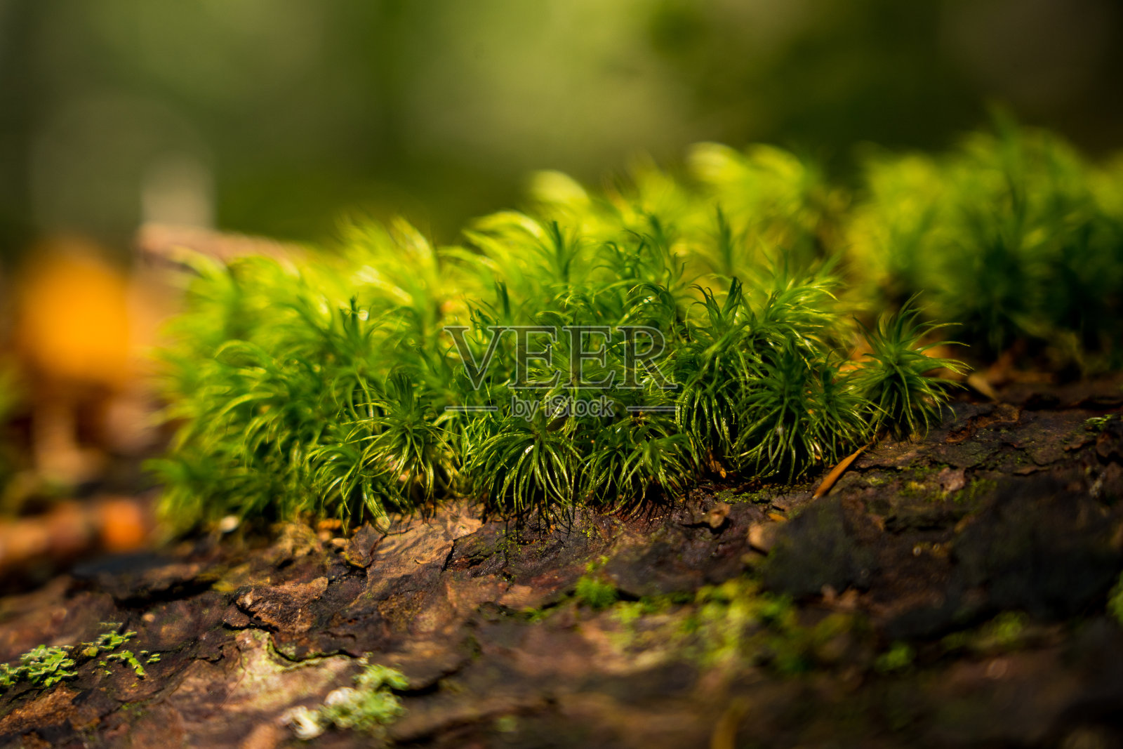 自然界灌木丛的微距特写摄影照片摄影图片