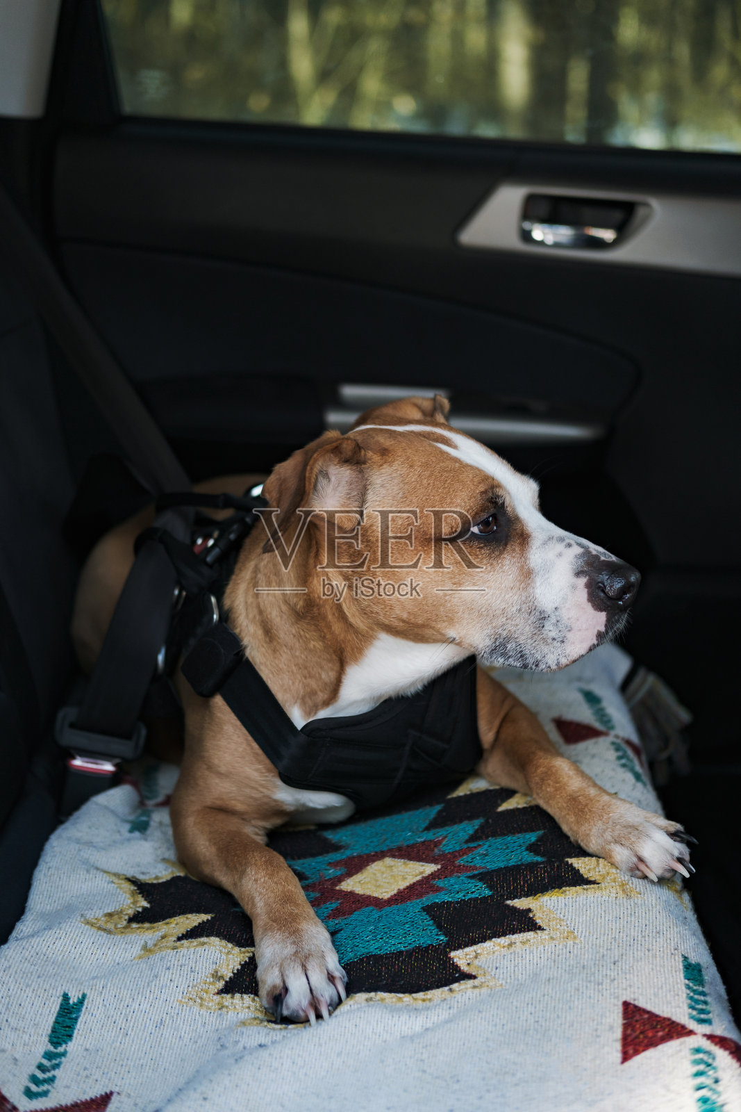 狗带着防护带，系在汽车安全带上。照片摄影图片