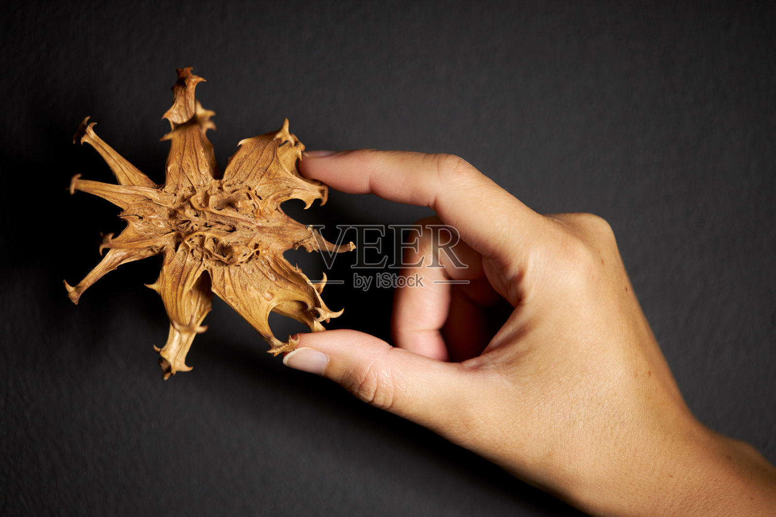 魔鬼的爪根照片摄影图片