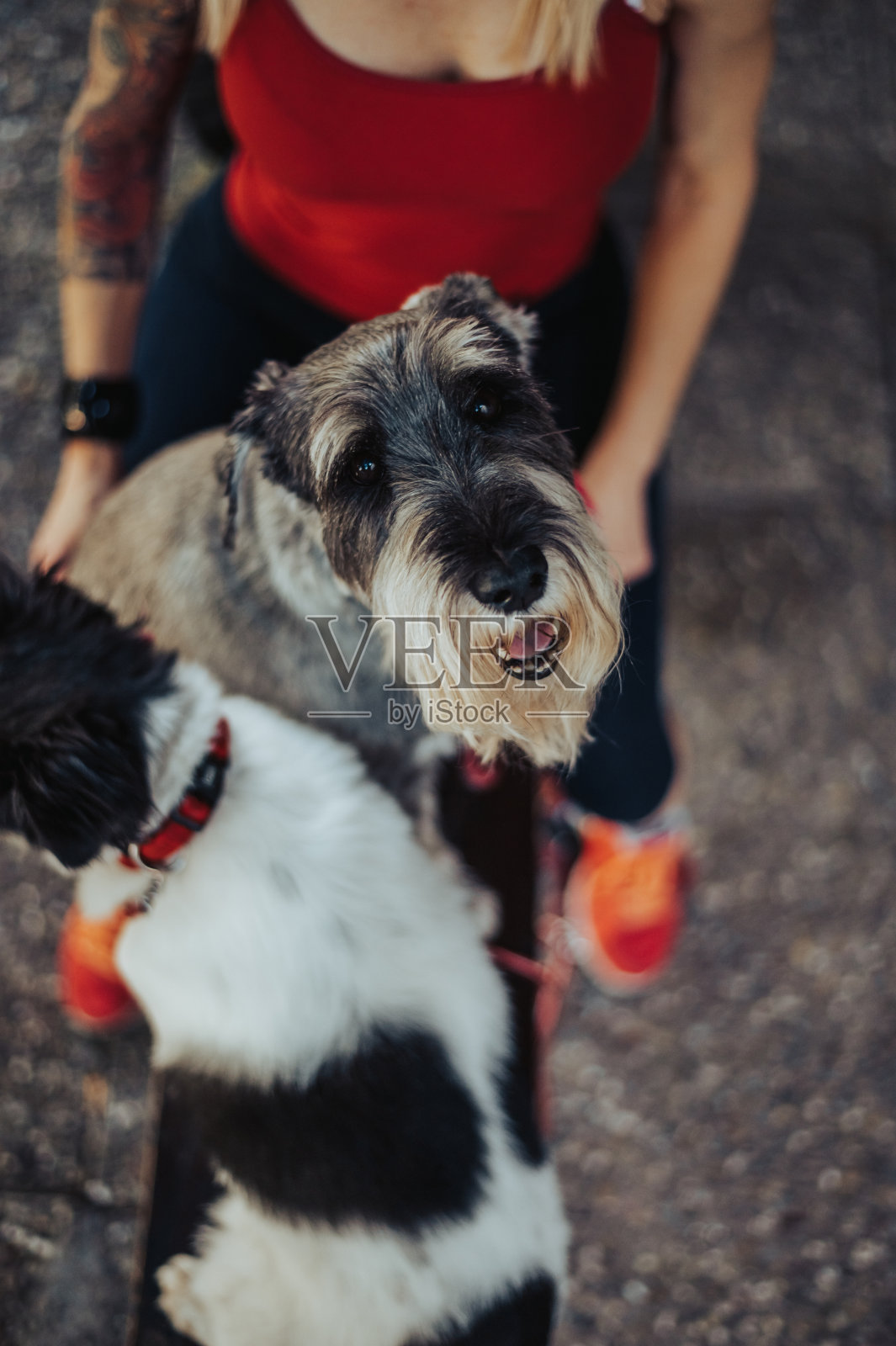 一个不认识的女人在遛狗和玩耍的时候抚摸着她的狗照片摄影图片