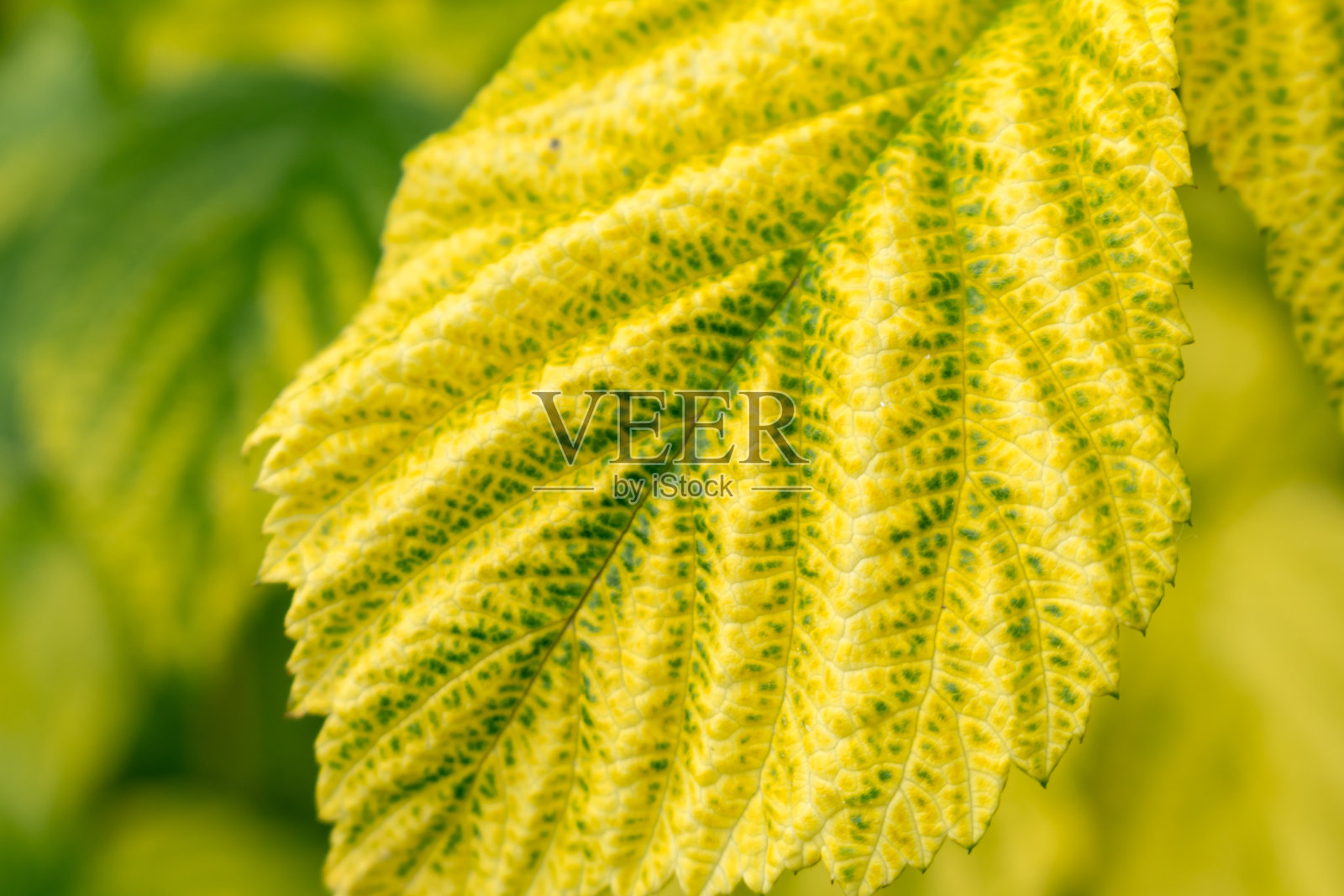 叶子照片摄影图片