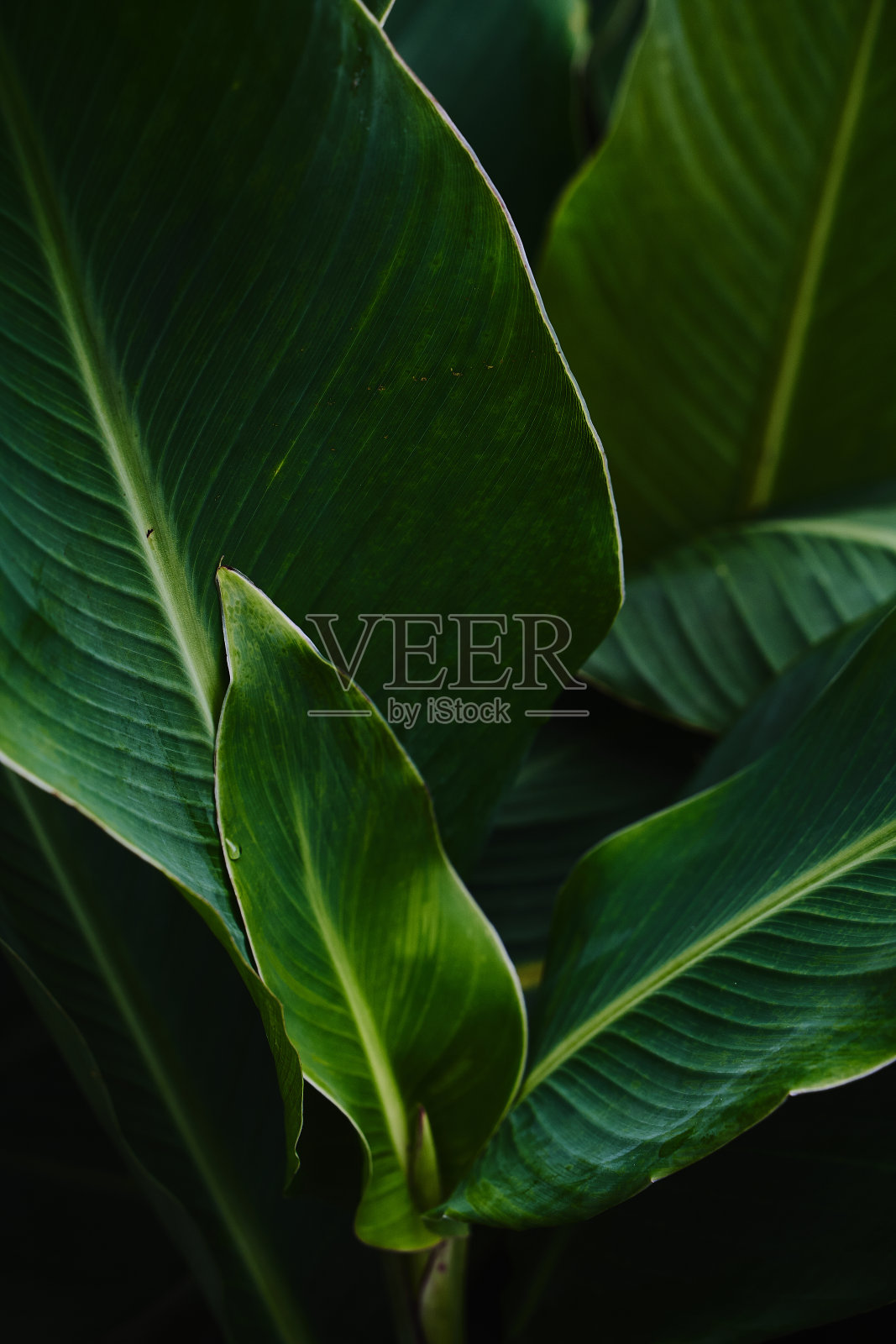 绿色的热带植物照片摄影图片