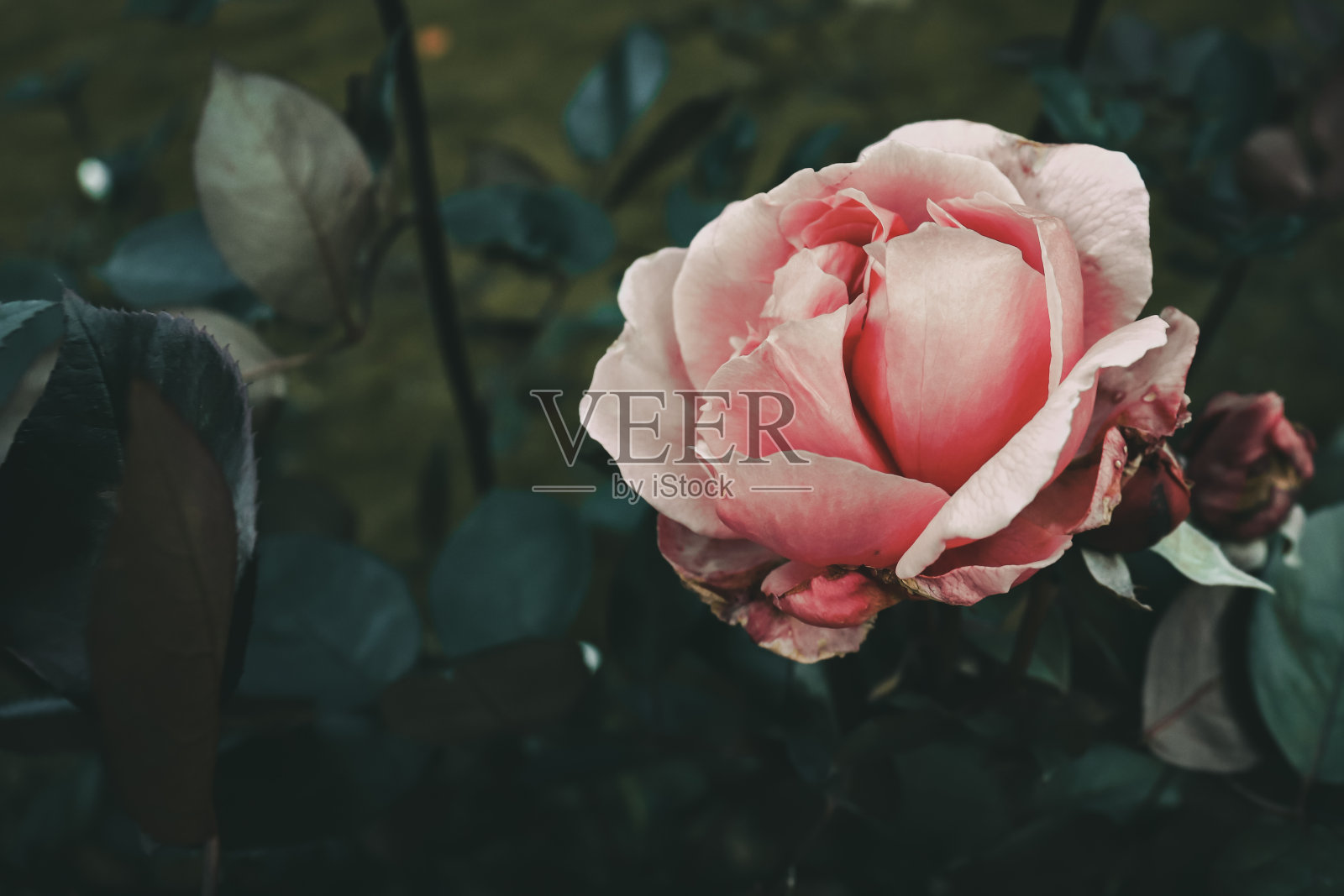 粉色玫瑰照片摄影图片