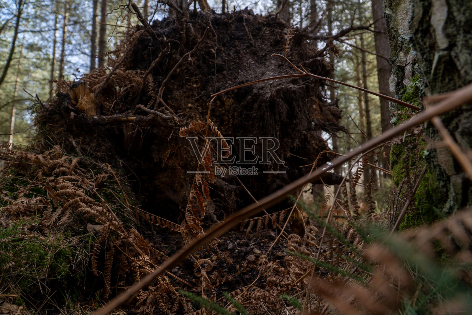 在风暴中倒下的树根照片摄影图片