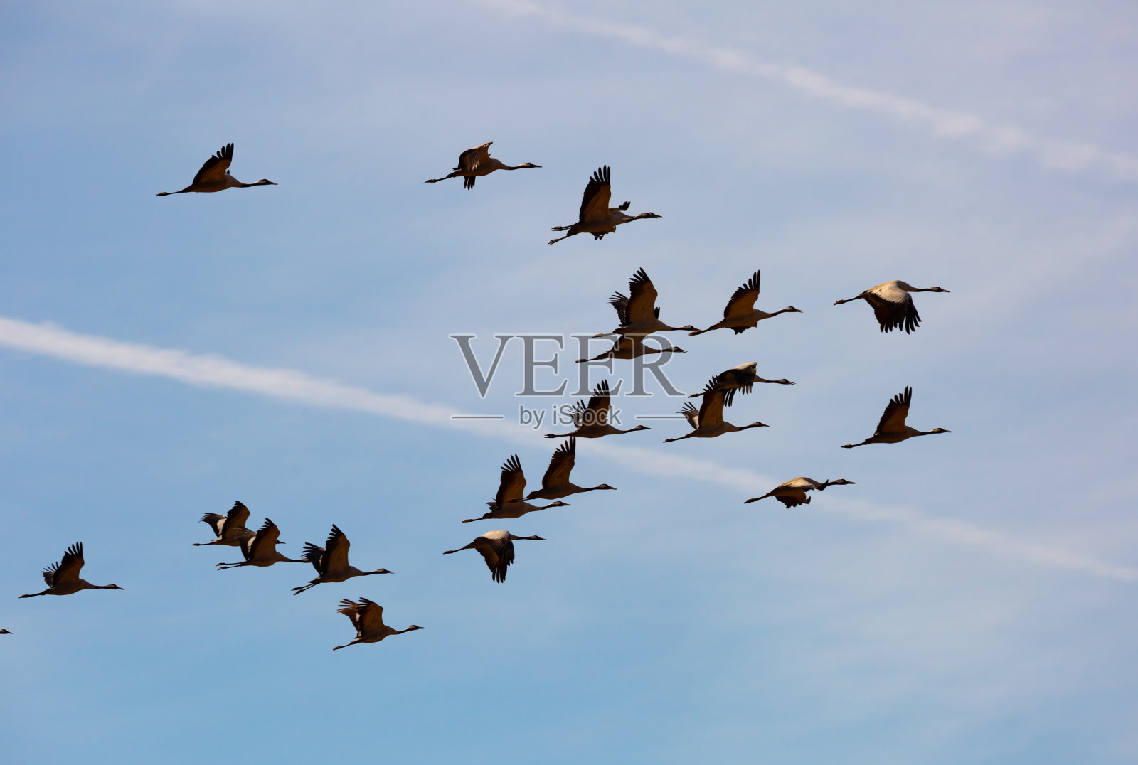 飞翔的鹤群照片摄影图片