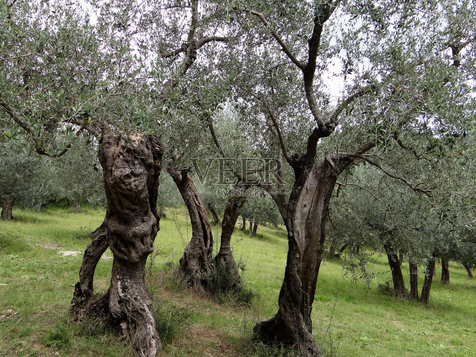 意大利，乌姆布里亚西照片摄影图片