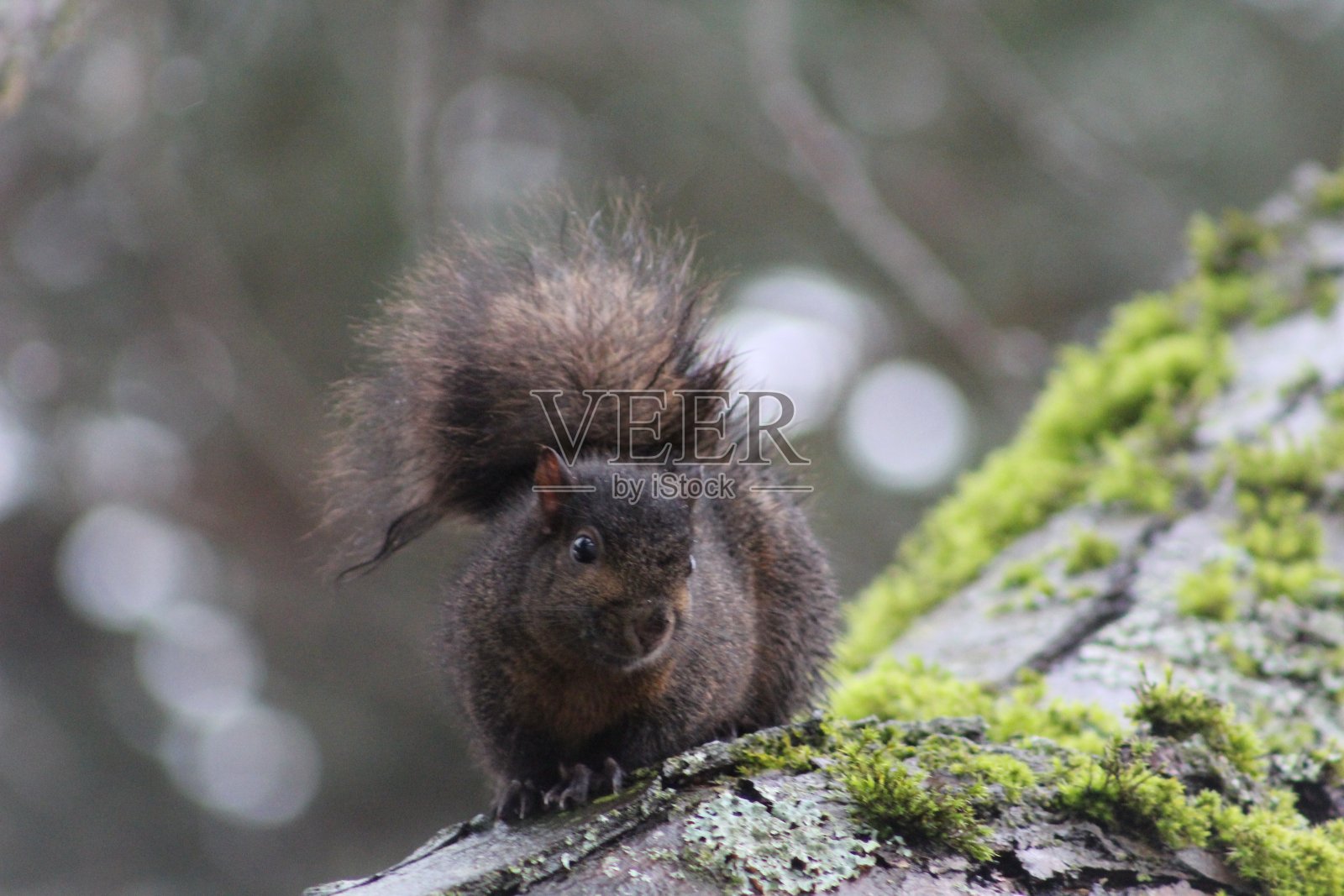 树上的小棕色松鼠照片摄影图片