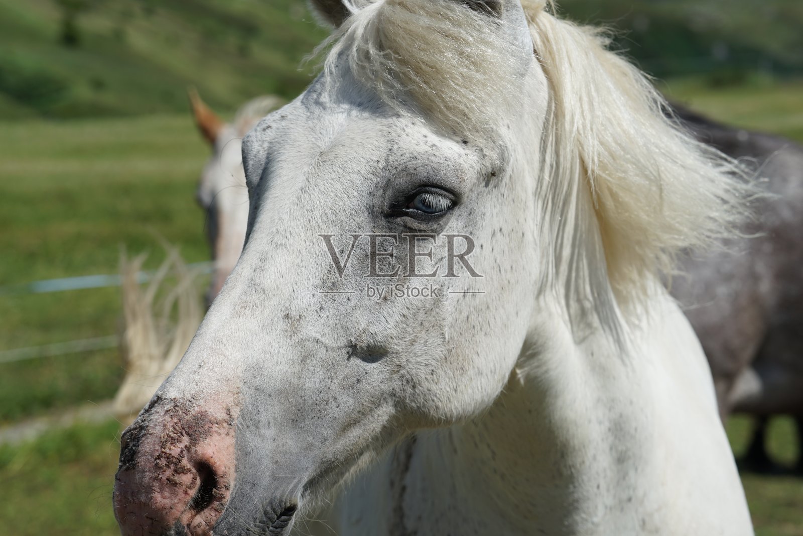 普费德照片摄影图片
