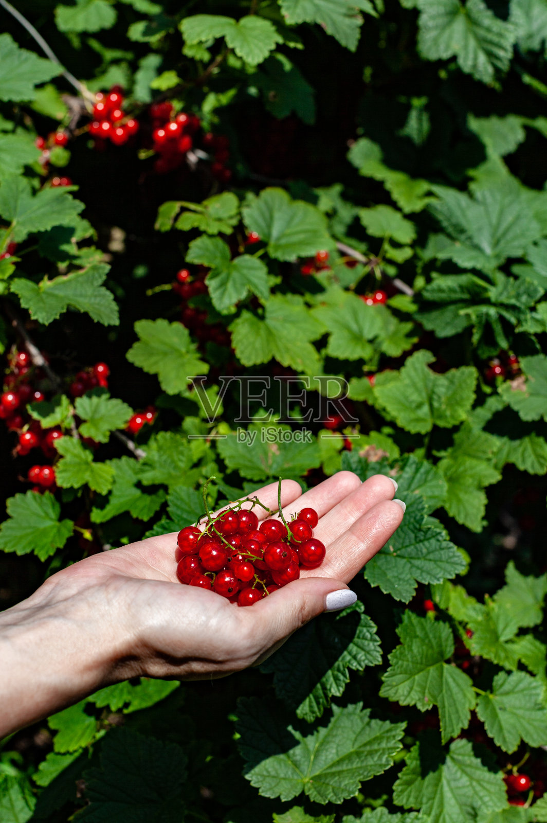 红醋栗在女性的手掌里照片摄影图片