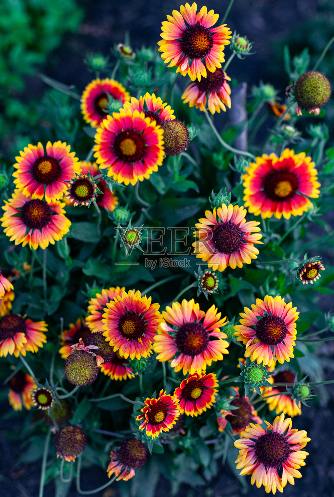 花园里的花在仲夏时呈红色和橙黄色照片摄影图片