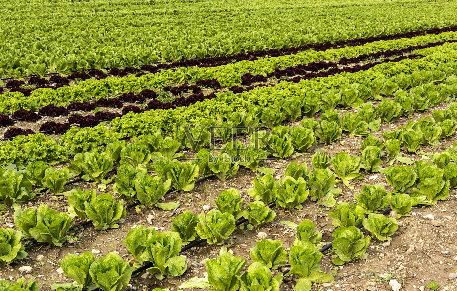 这片土地上生长着几种叶莴苣照片摄影图片
