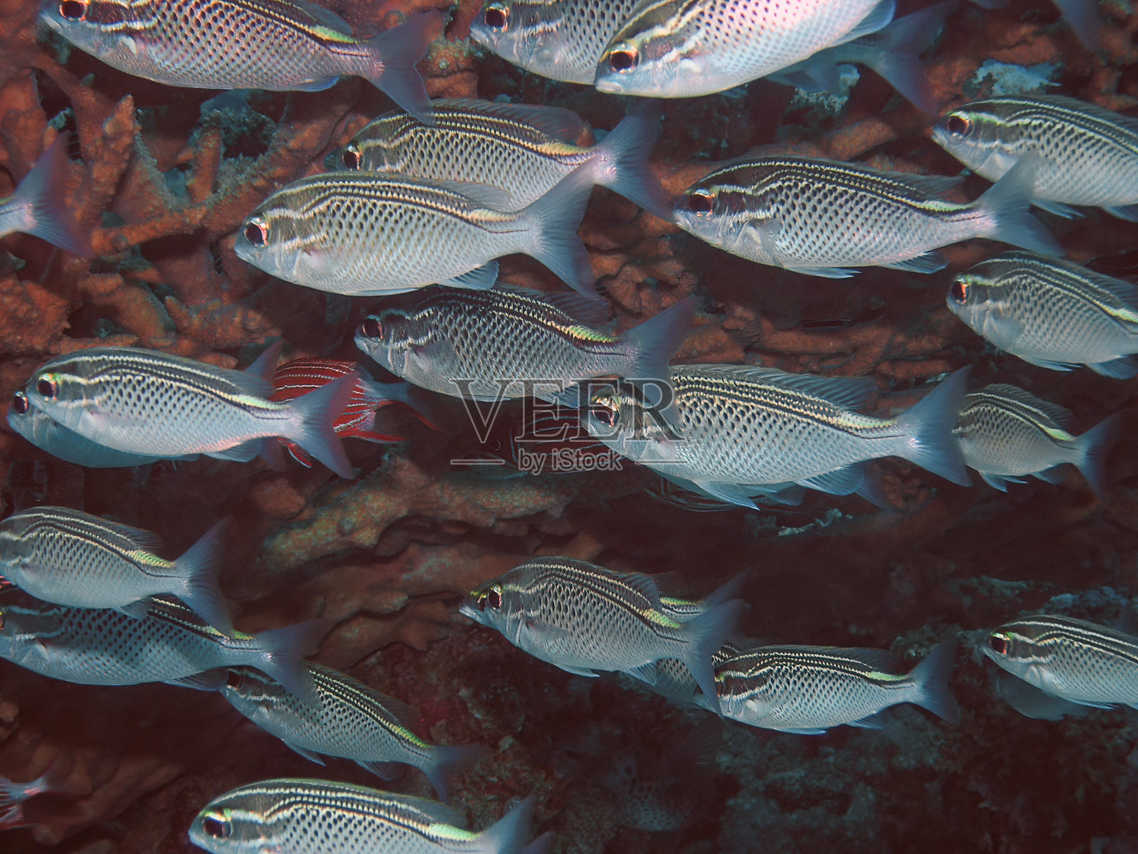 埃及红海中的阿拉伯细翅鲤(Scolopsis ghanam)照片摄影图片