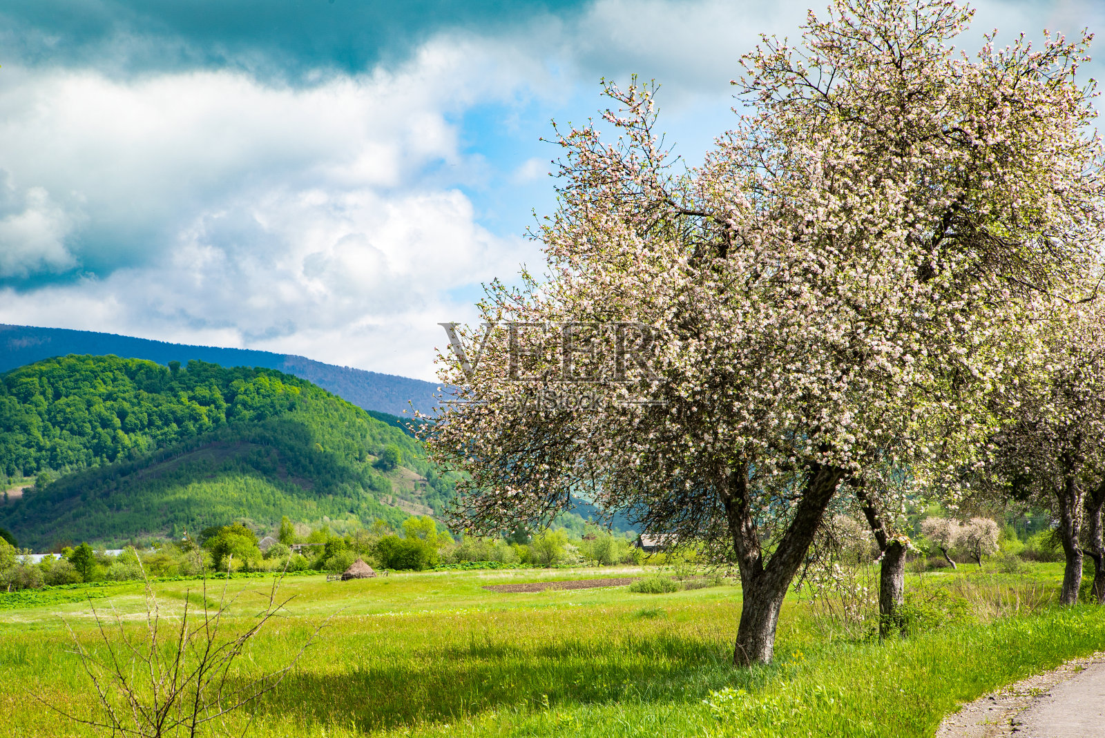 春天山水秀美的小路旁，路旁的苹果树映衬着山峦，乡村风光。照片摄影图片
