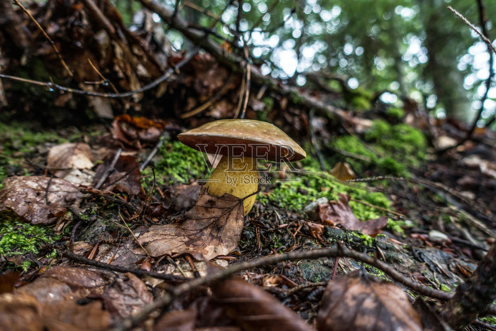 蘑菇照片摄影图片