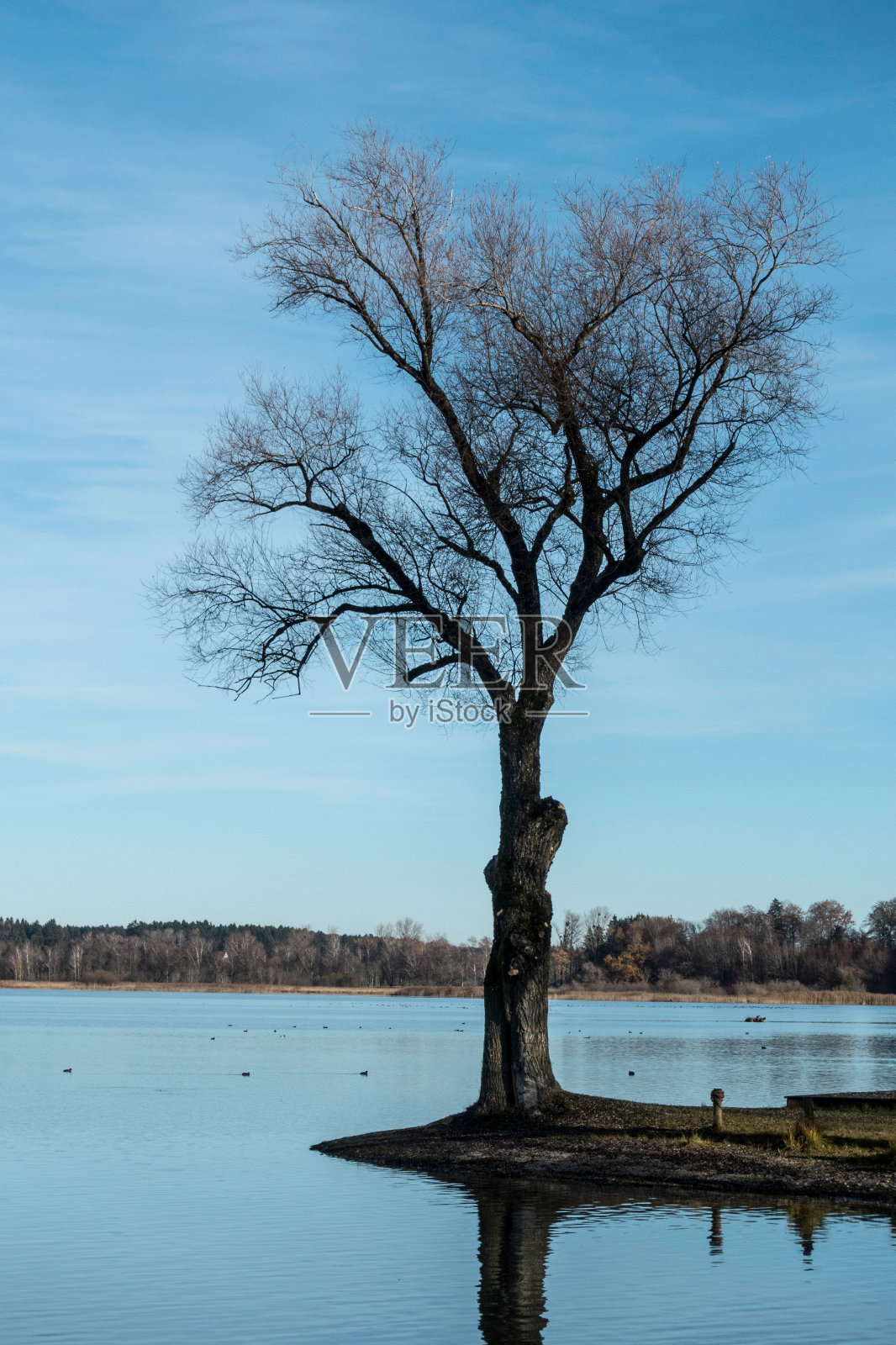 孤独的树照片摄影图片