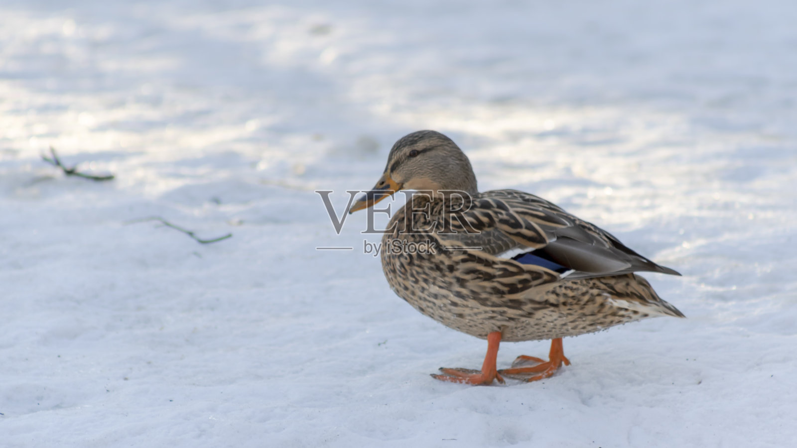 棕色的鸭子走在雪在城市公园在阳光明媚的冬日。冬天雪地上的鸭子的肖像。照片摄影图片