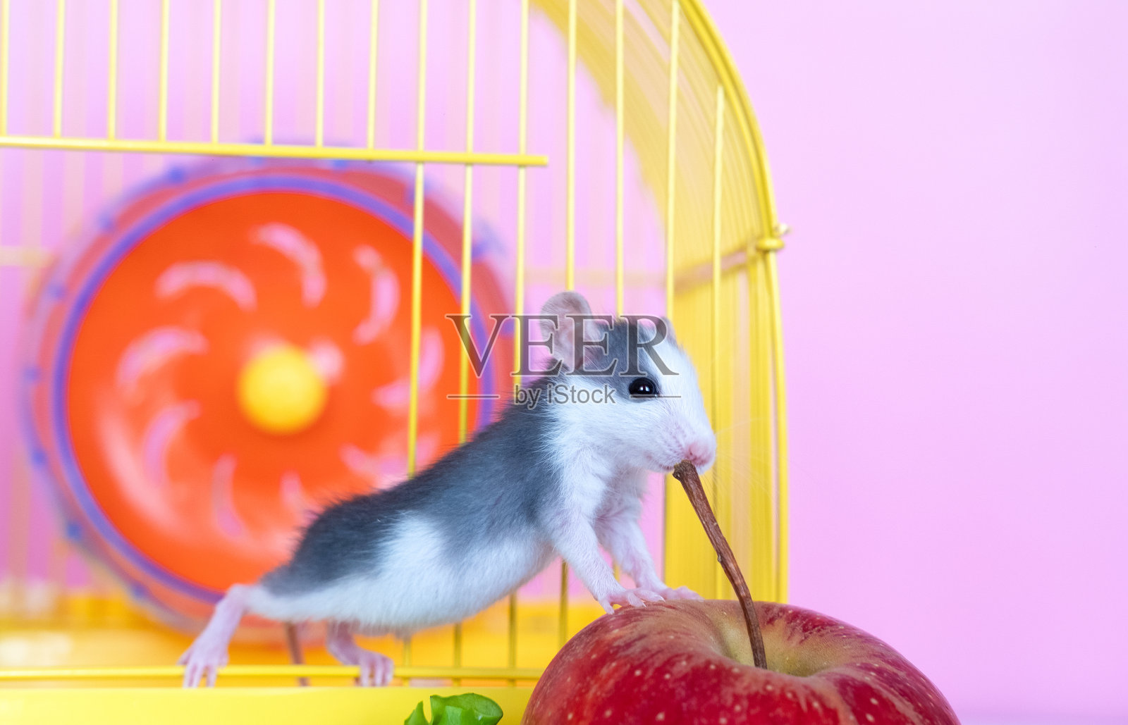 有趣的小飞象老鼠笼子和红苹果照片摄影图片