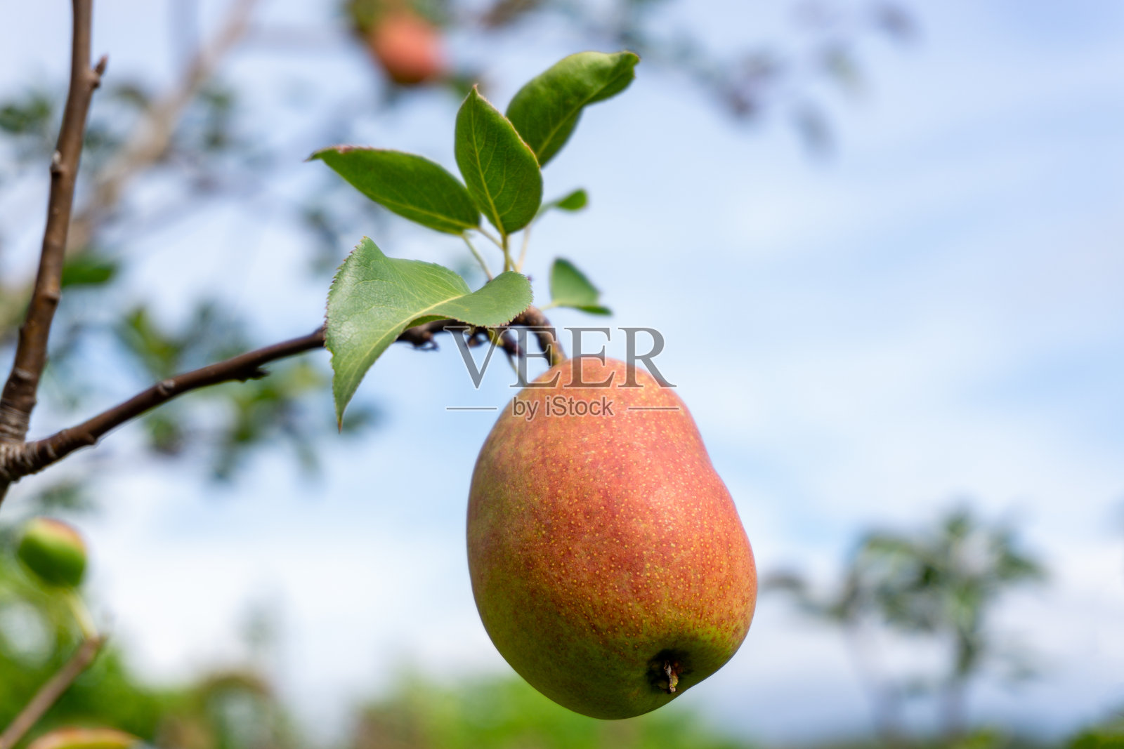 成熟的梨在绿色树叶的背景下的树枝上照片摄影图片