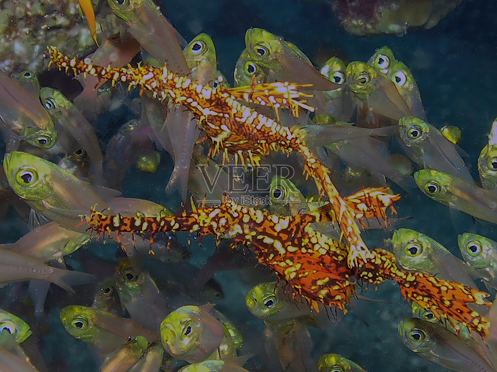 埃及红海中的华丽幽灵海龙照片摄影图片