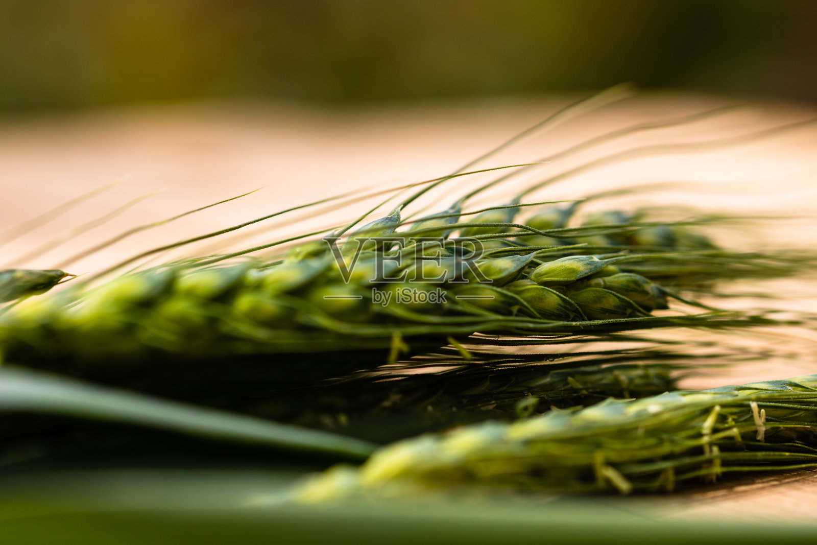 孤立的绿色小麦穗的特写。照片摄影图片