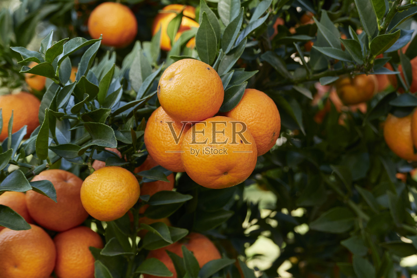 植物上有新鲜的奇诺托水果照片摄影图片